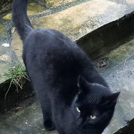 Photo de Nono, le roi des câlinsu !