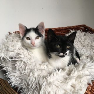 Photo de Marin & Nounouche