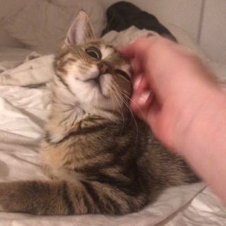 Photo de Waffle et Pancake