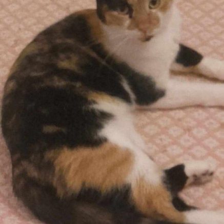 Photo de Panini, l&rsquo;amoureuse des humains