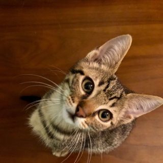 Photo de Plume et Rocky