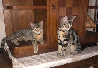 Photo de Rufus & Victor