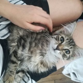 Photo de Sugar et Sahara