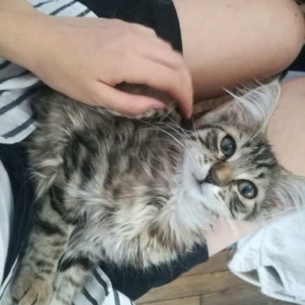 Photo de Sugar et Sahara