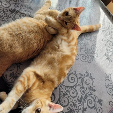 Photo de Sky et Jumper