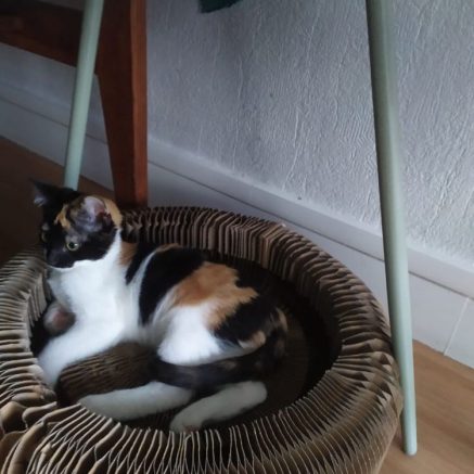 Photo de Snobelle et Shaya