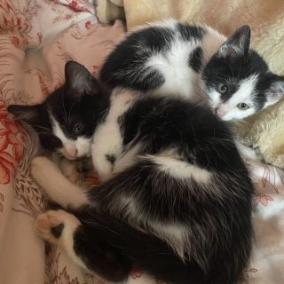 Photo de Suna & Chiyo