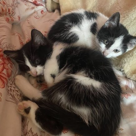 Photo de Suna & Chiyo