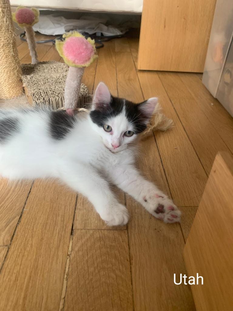 Utah1