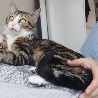 Photo de Socks, jeune chat proche de l&rsquo;humain