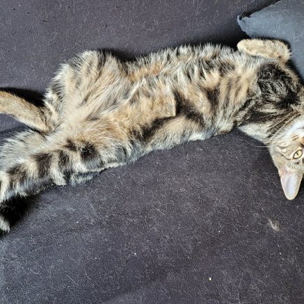 Photo de Willow, beau jeune matou sociable