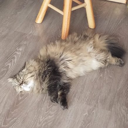 Photo de Boubouille un chat au top !