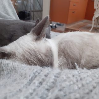 Photo de Caligula, petite puce vive, sociable, câline et énergique