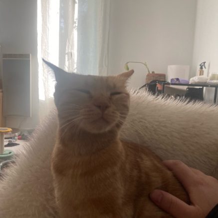 Photo de Cookie : pleine de vie, hyper douce et très attachante