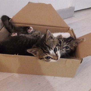 Photo de Leetchi et Cajou adorables chenapans hyper craquants à adopter ensemble