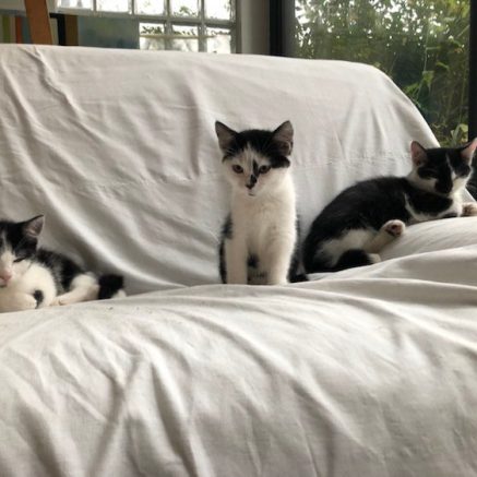 Photo de Mimiko, Marcel et Tito