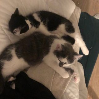Photo de Moka et Mikado