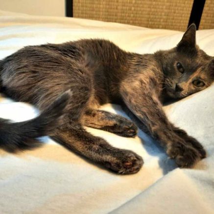 Photo de Prune, petite beauté aux yeux or d’une extrême gentillesse