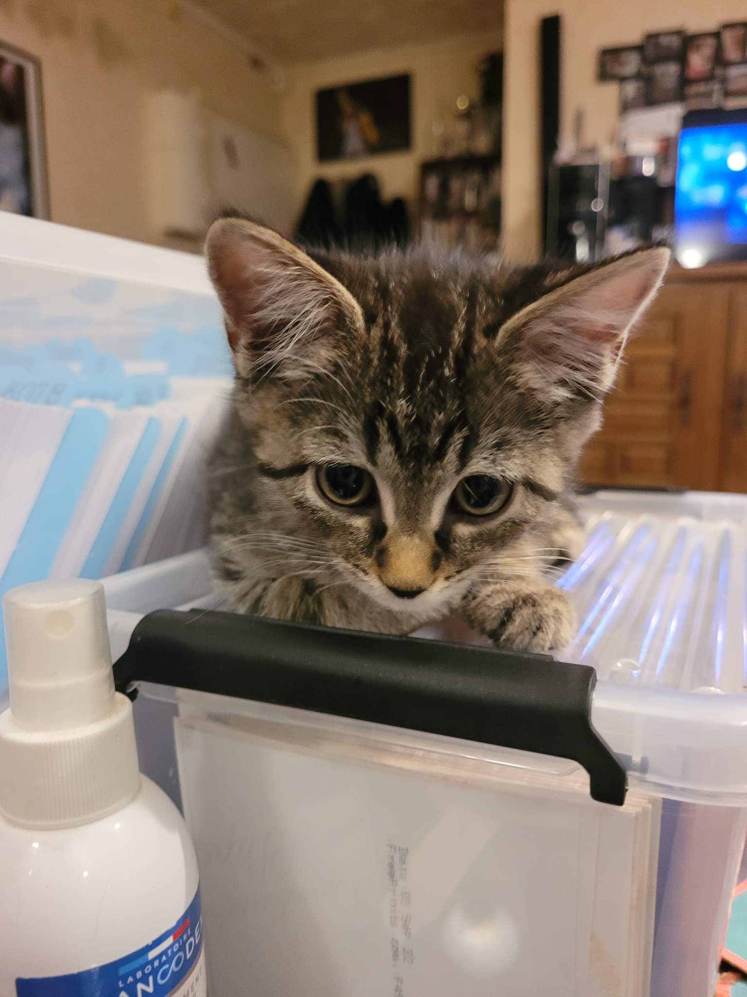 received_413613590777076-1