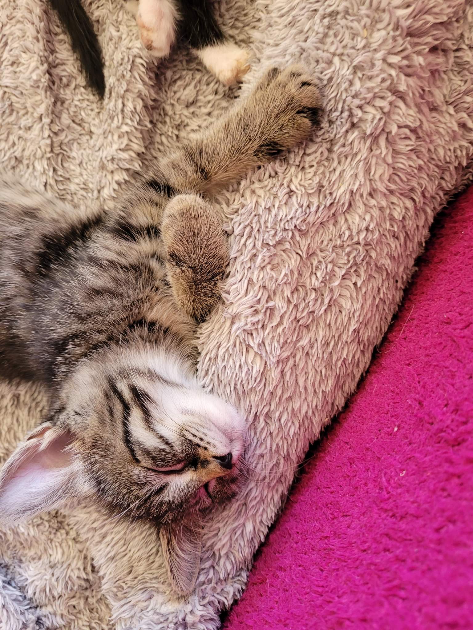 received_464677025727329