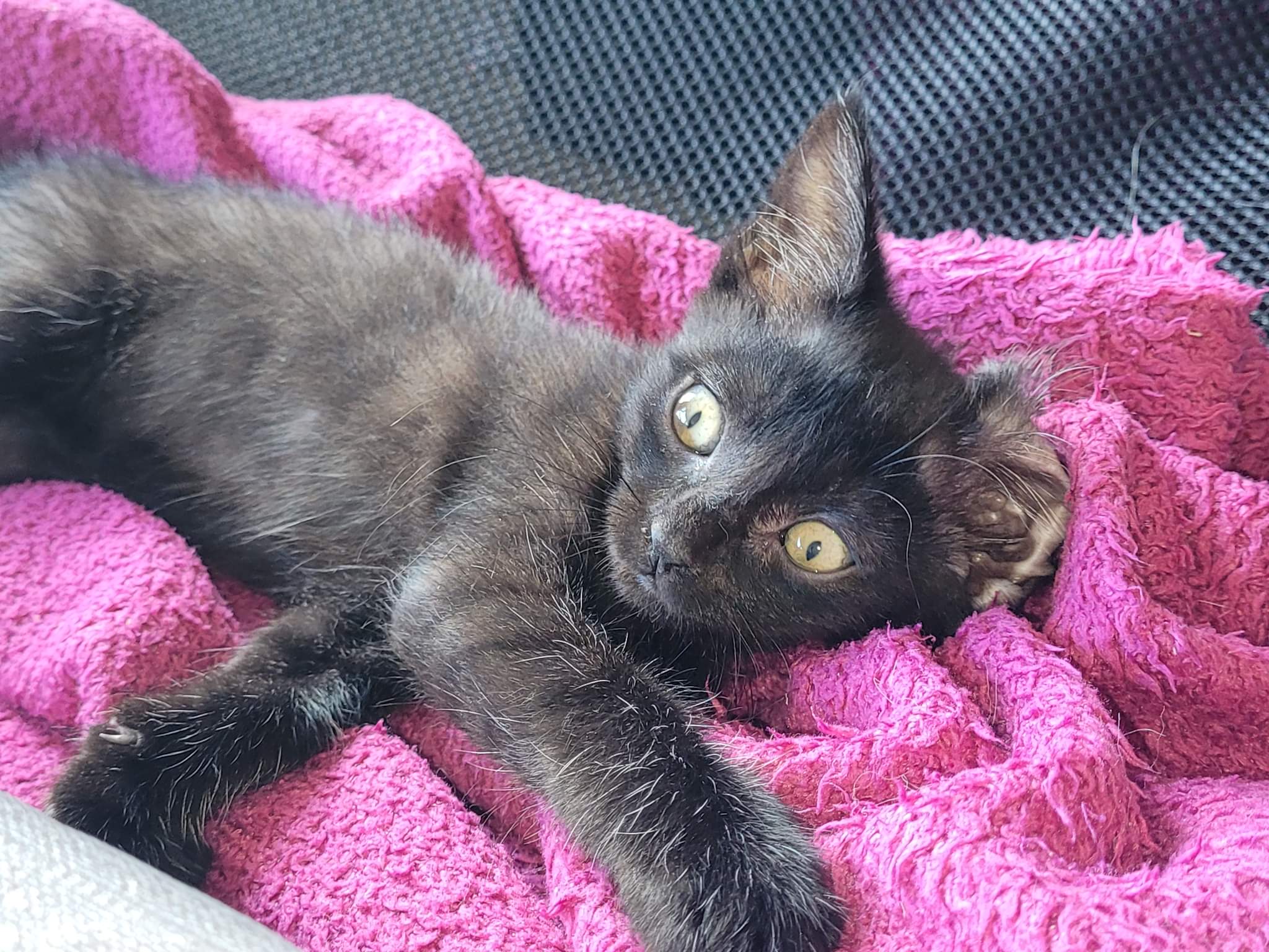 received_499086882144693