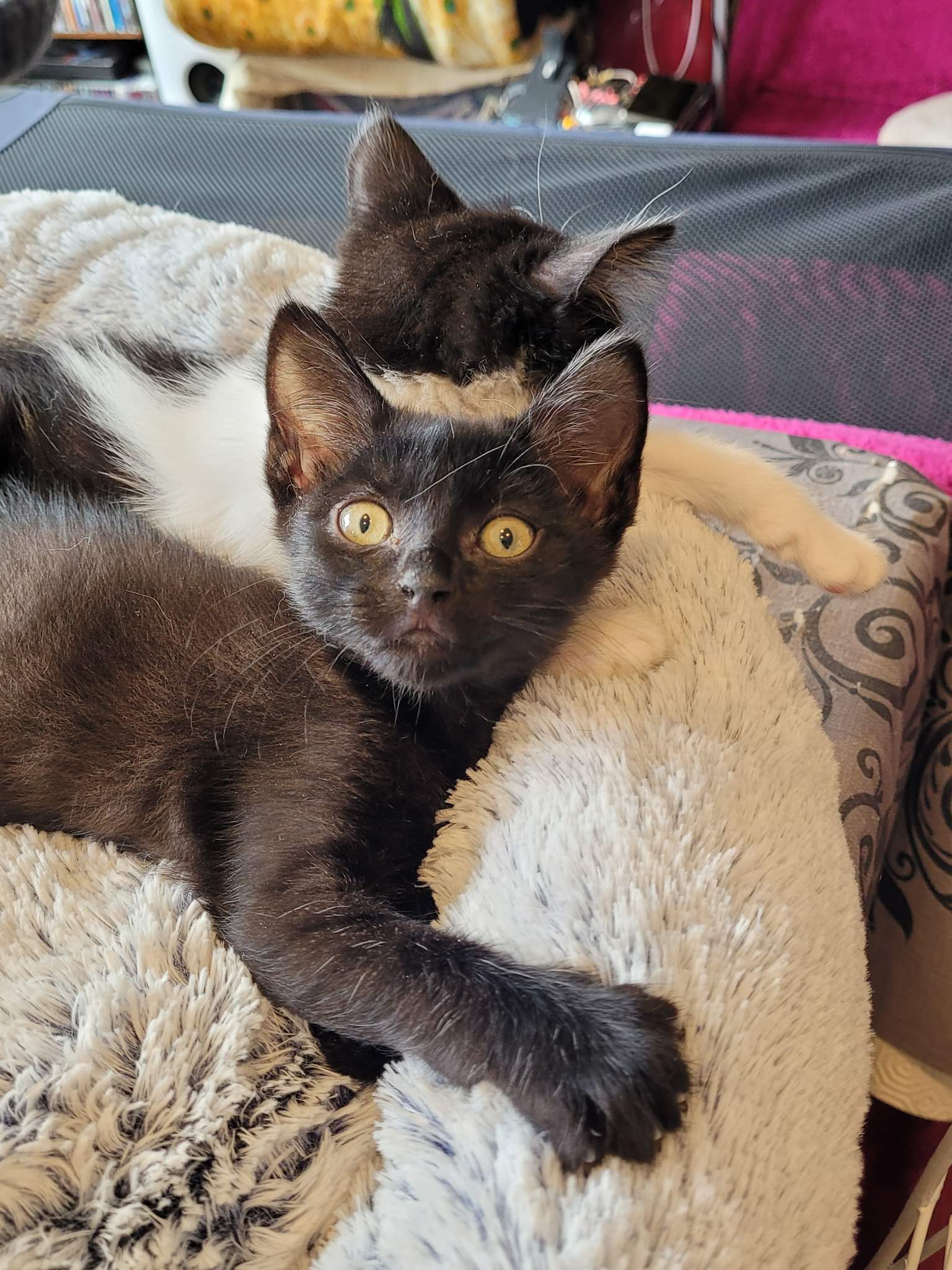 received_518081026993650