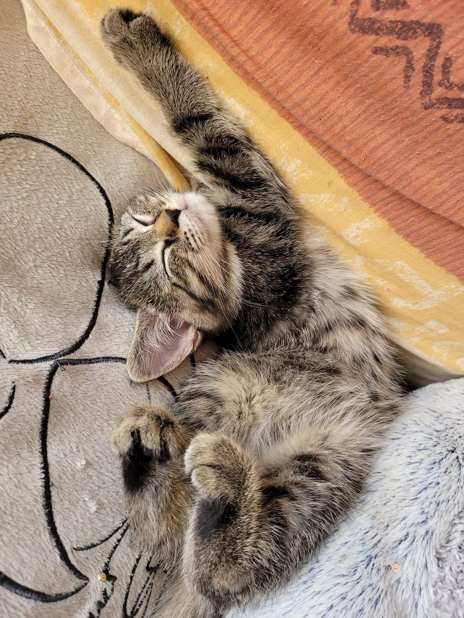 received_691316595271081-1