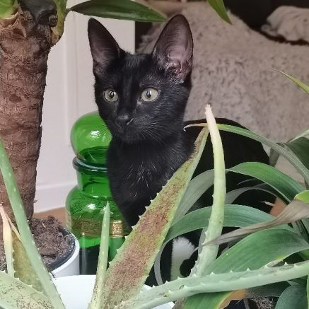 Photo de Salem une puce équilibrée, affectueuse, sociable et jolie