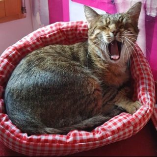 Photo de Sweety la joie de vivre personnifiée !